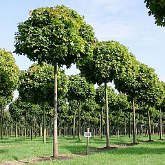 Клен остролистный "Глобозум" (Globosum) 